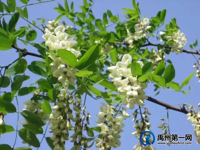 扩散周知!禹州农村遍地是宝!不知道的人却只当是...! 扩散周知!禹州农村遍地是宝!不知道的人却只当是...!