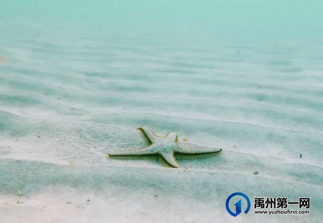 禹州金石星河湾海洋嘉年华即将欢乐上演 禹州金石星河湾海洋嘉年华即将欢乐上演