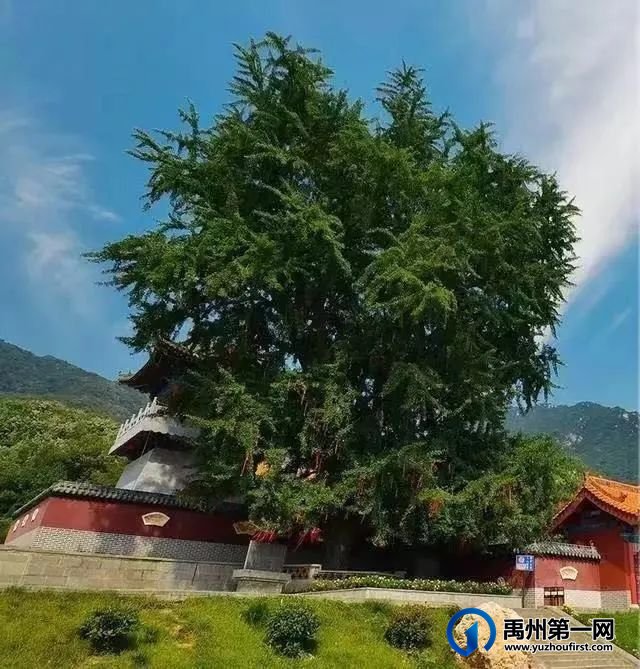 禹州瓷镇上的事物之六、故土三颗树