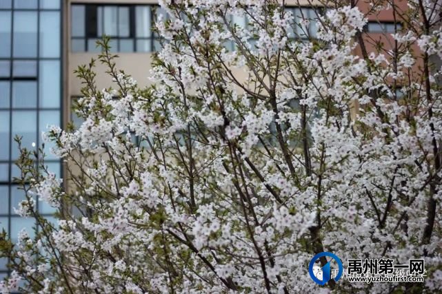 禹州市第一高级中学赏花何须长途跋涉 一高校内畅游花海 禹州市第一高级中学赏花何须长途跋涉 一高校内畅游花海