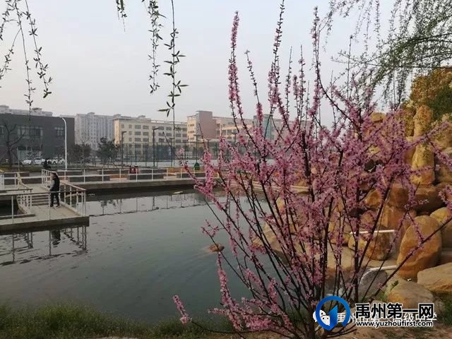 禹州市第一高级中学赏花何须长途跋涉 一高校内畅游花海 禹州市第一高级中学赏花何须长途跋涉 一高校内畅游花海