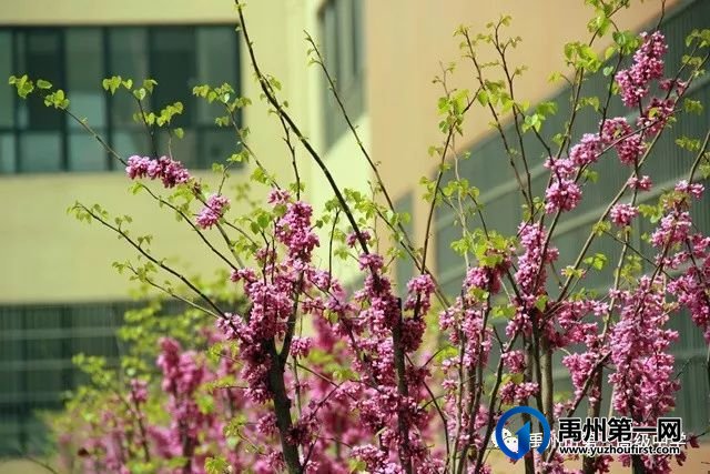 禹州市第一高级中学赏花何须长途跋涉 一高校内畅游花海 禹州市第一高级中学赏花何须长途跋涉 一高校内畅游花海