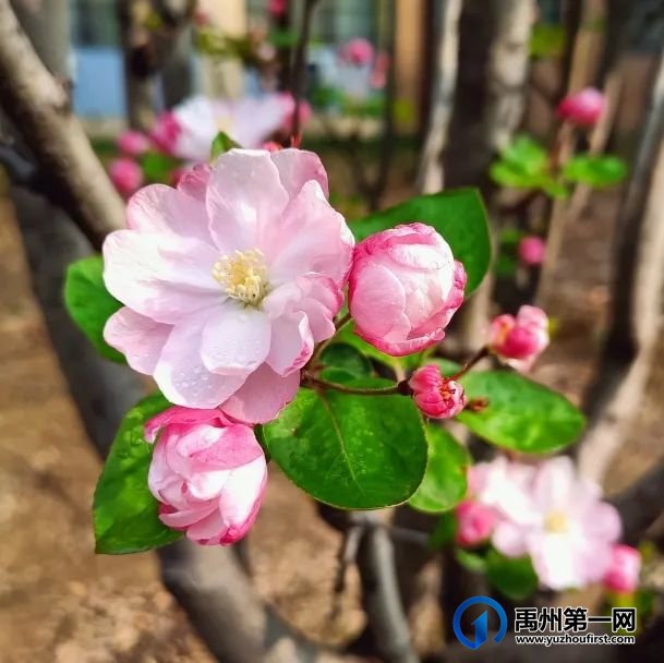 禹州市第一高级中学赏花何须长途跋涉 一高校内畅游花海 禹州市第一高级中学赏花何须长途跋涉 一高校内畅游花海
