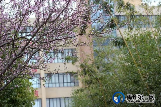 禹州市第一高级中学赏花何须长途跋涉 一高校内畅游花海 禹州市第一高级中学赏花何须长途跋涉 一高校内畅游花海