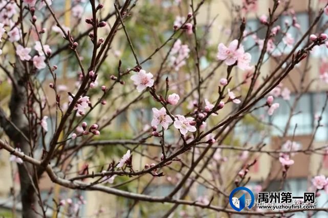 禹州市第一高级中学赏花何须长途跋涉 一高校内畅游花海 禹州市第一高级中学赏花何须长途跋涉 一高校内畅游花海
