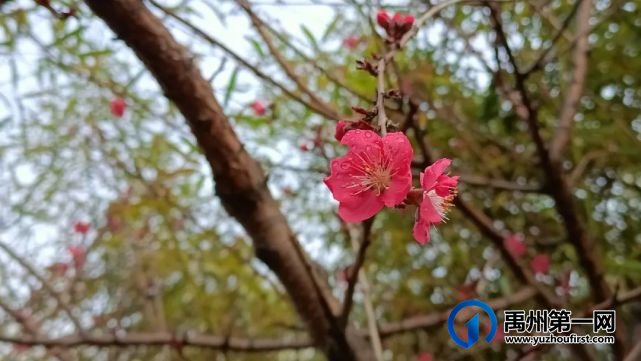 禹州市第一高级中学赏花何须长途跋涉 一高校内畅游花海 禹州市第一高级中学赏花何须长途跋涉 一高校内畅游花海