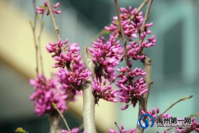 禹州市第一高级中学赏花何须长途跋涉 一高校内畅游花海 禹州市第一高级中学赏花何须长途跋涉 一高校内畅游花海