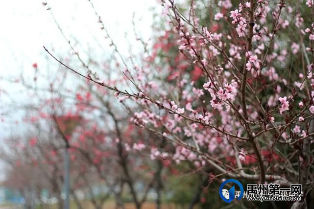 禹州市第一高级中学赏花何须长途跋涉 一高校内畅游花海 禹州市第一高级中学赏花何须长途跋涉 一高校内畅游花海