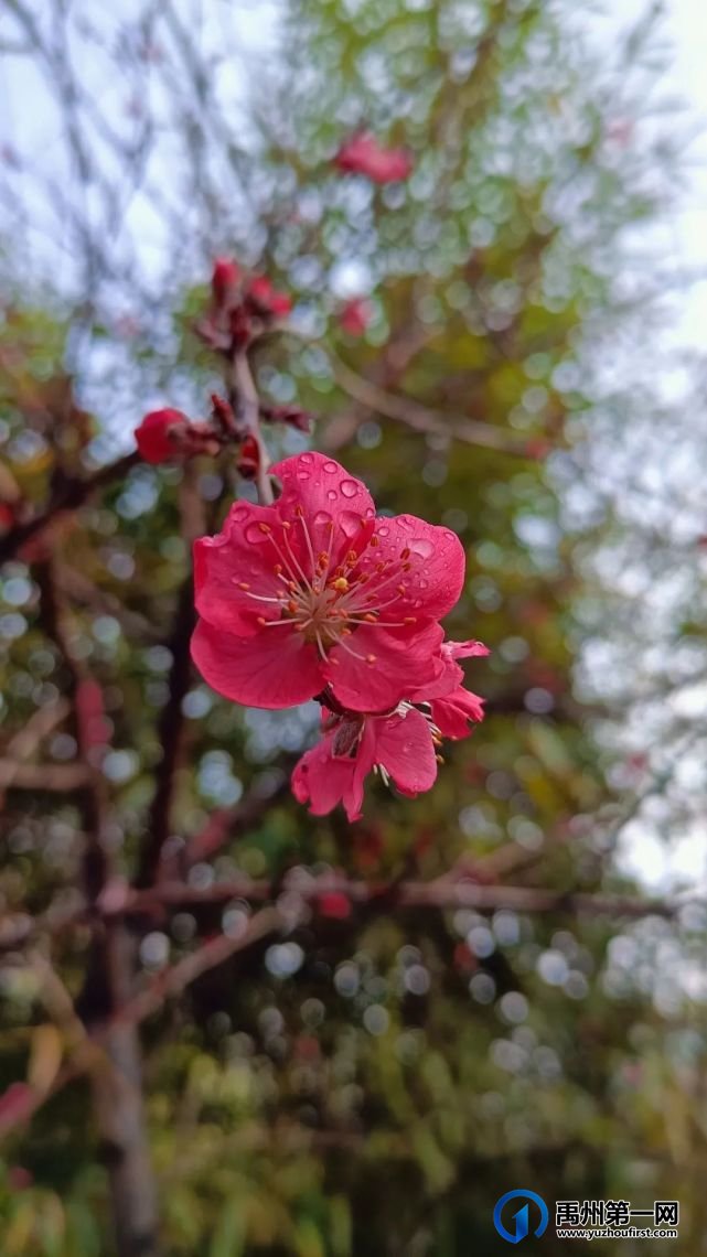禹州市第一高级中学赏花何须长途跋涉 一高校内畅游花海 禹州市第一高级中学赏花何须长途跋涉 一高校内畅游花海
