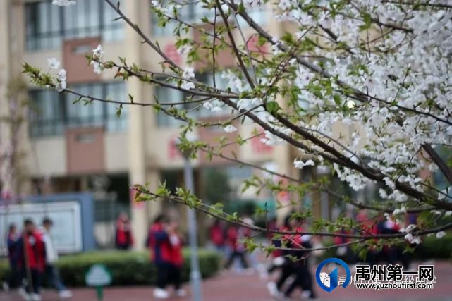 禹州市第一高级中学赏花何须长途跋涉 一高校内畅游花海 禹州市第一高级中学赏花何须长途跋涉 一高校内畅游花海