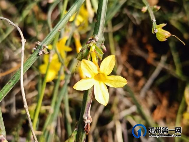 禹州市第一高级中学赏花何须长途跋涉 一高校内畅游花海 禹州市第一高级中学赏花何须长途跋涉 一高校内畅游花海
