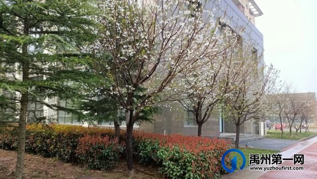 禹州市第一高级中学赏花何须长途跋涉 一高校内畅游花海 禹州市第一高级中学赏花何须长途跋涉 一高校内畅游花海