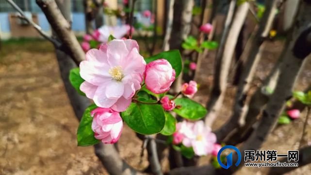 禹州市第一高级中学赏花何须长途跋涉 一高校内畅游花海 禹州市第一高级中学赏花何须长途跋涉 一高校内畅游花海