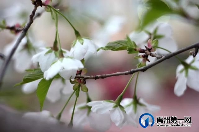 禹州市第一高级中学赏花何须长途跋涉 一高校内畅游花海 禹州市第一高级中学赏花何须长途跋涉 一高校内畅游花海