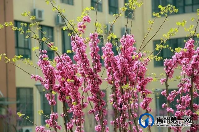 禹州市第一高级中学赏花何须长途跋涉 一高校内畅游花海 禹州市第一高级中学赏花何须长途跋涉 一高校内畅游花海