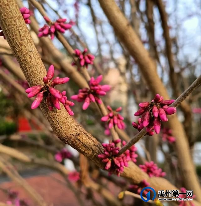 禹州市第一高级中学赏花何须长途跋涉 一高校内畅游花海 禹州市第一高级中学赏花何须长途跋涉 一高校内畅游花海