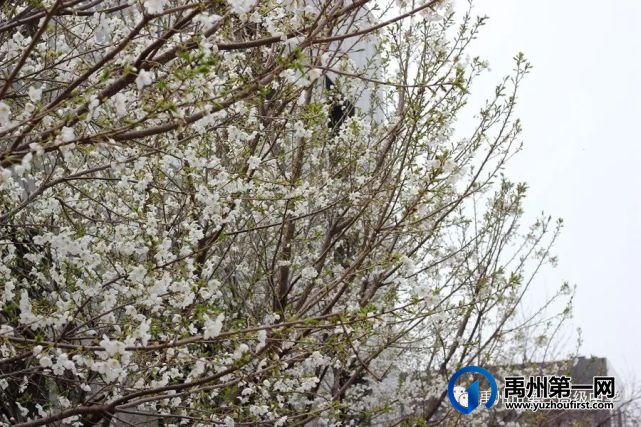 禹州市第一高级中学赏花何须长途跋涉 一高校内畅游花海 禹州市第一高级中学赏花何须长途跋涉 一高校内畅游花海