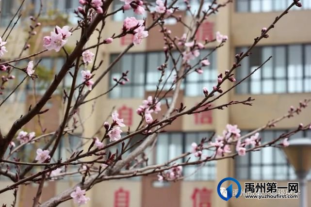 禹州市第一高级中学赏花何须长途跋涉 一高校内畅游花海 禹州市第一高级中学赏花何须长途跋涉 一高校内畅游花海