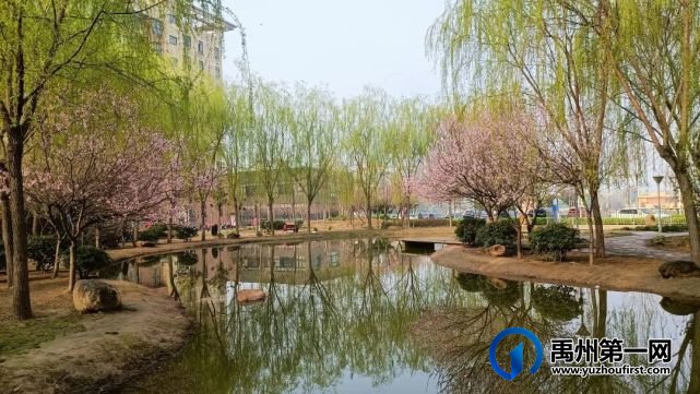 禹州市第一高级中学赏花何须长途跋涉 一高校内畅游花海 禹州市第一高级中学赏花何须长途跋涉 一高校内畅游花海