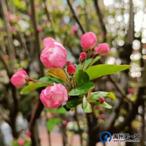 禹州市第一高级中学赏花何须长途跋涉 一高校内畅游花海 禹州市第一高级中学赏花何须长途跋涉 一高校内畅游花海