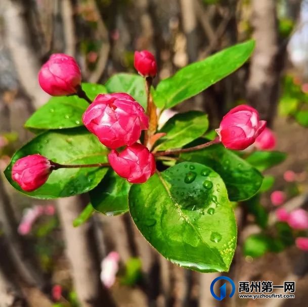 禹州市第一高级中学赏花何须长途跋涉 一高校内畅游花海 禹州市第一高级中学赏花何须长途跋涉 一高校内畅游花海
