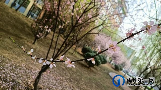 禹州市第一高级中学赏花何须长途跋涉 一高校内畅游花海 禹州市第一高级中学赏花何须长途跋涉 一高校内畅游花海