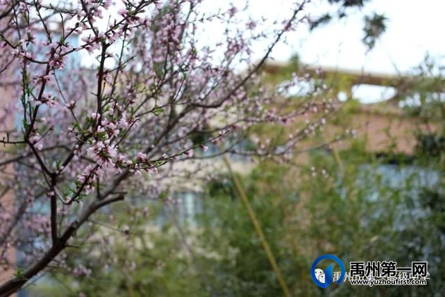 禹州市第一高级中学赏花何须长途跋涉 一高校内畅游花海 禹州市第一高级中学赏花何须长途跋涉 一高校内畅游花海