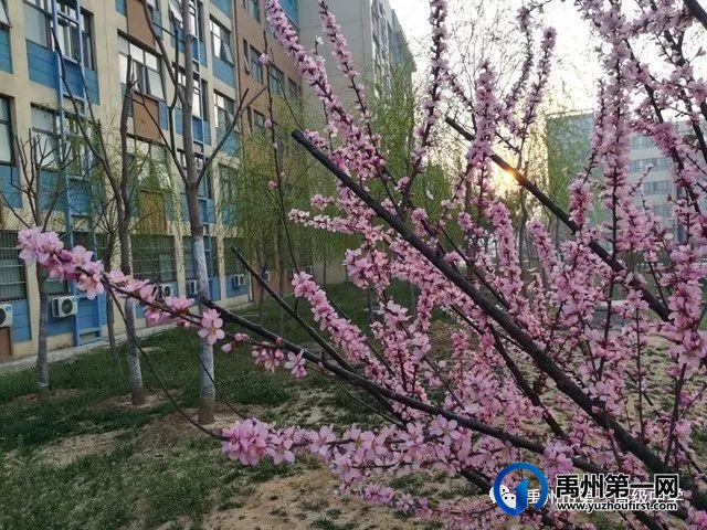 禹州市第一高级中学赏花何须长途跋涉 一高校内畅游花海 禹州市第一高级中学赏花何须长途跋涉 一高校内畅游花海