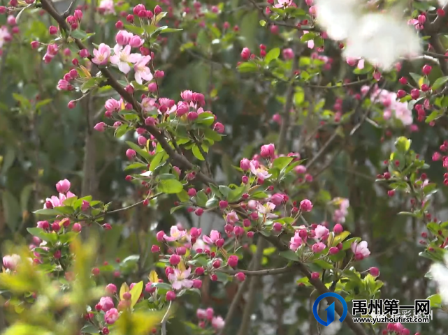 禹州这里的昔日水沟变花园,群众纷纷笑开颜 禹州这里的昔日水沟变花园,群众纷纷笑开颜
