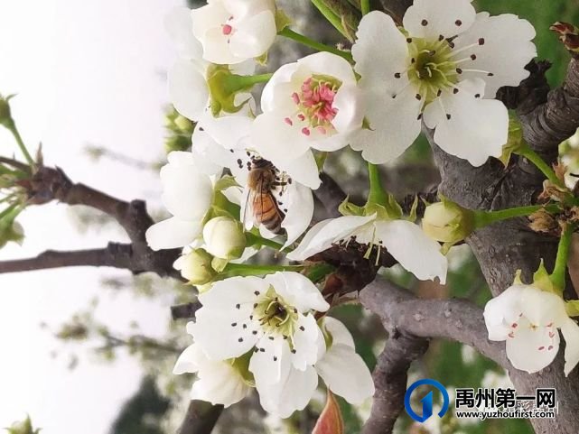 春暖花开!禹州市第六届梨花节如期而来 春暖花开!禹州市第六届梨花节如期而来
