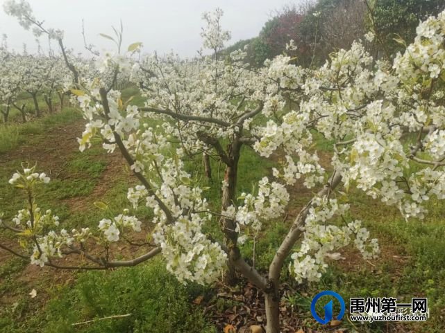 第六届梨花节美翻啦!快喊上你的小伙伴来赴梨花之约吧! 第六届梨花节美翻啦!快喊上你的小伙伴来赴梨花之约吧!
