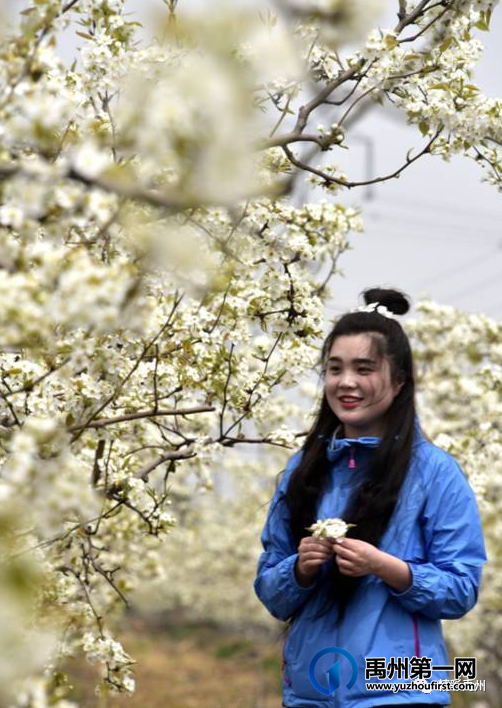 第六届梨花节美翻啦!快喊上你的小伙伴来赴梨花之约吧! 第六届梨花节美翻啦!快喊上你的小伙伴来赴梨花之约吧!