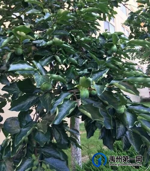 梦中的那片柿树林 梦中的那片柿树林