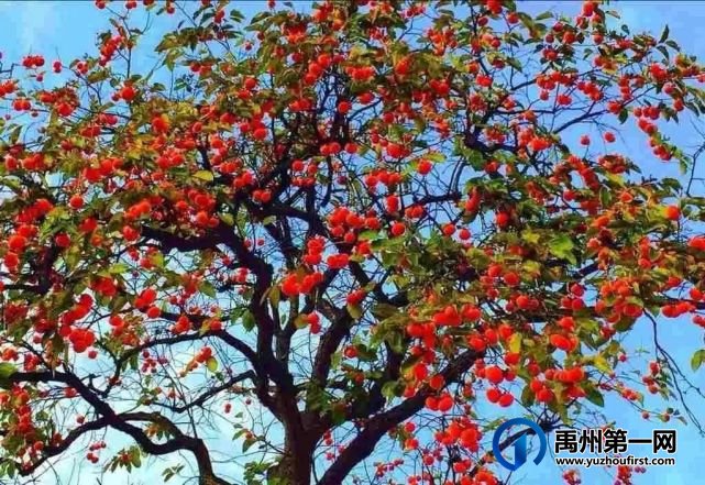 梦中的那片柿树林 梦中的那片柿树林