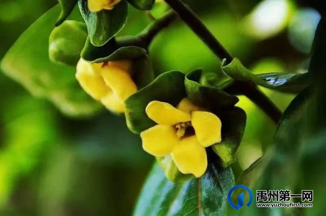 梦中的那片柿树林 梦中的那片柿树林