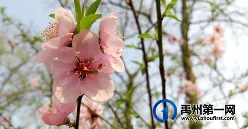 禹州清明节将禁放烟花爆竹! 禹州清明节将禁放烟花爆竹!