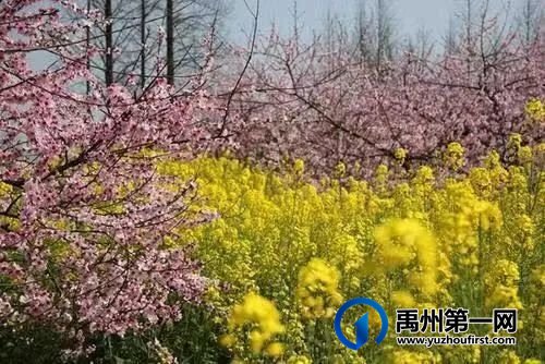 在那桃花盛开的地方 在那桃花盛开的地方