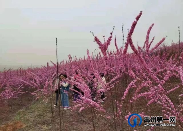 在那桃花盛开的地方 在那桃花盛开的地方
