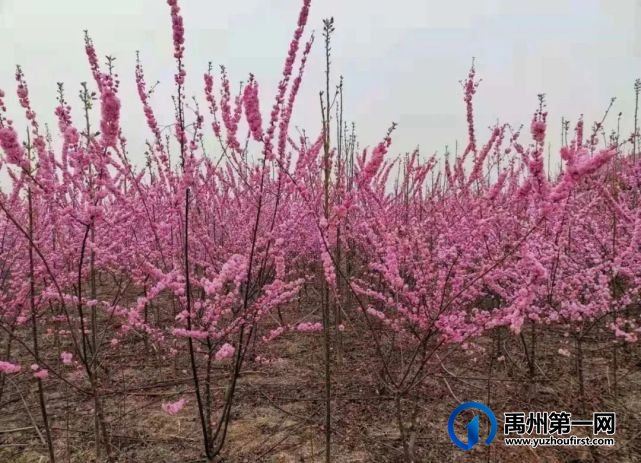 在那桃花盛开的地方 在那桃花盛开的地方