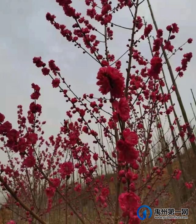 在那桃花盛开的地方 在那桃花盛开的地方