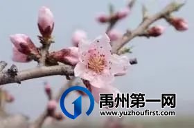 在那桃花盛开的地方 在那桃花盛开的地方