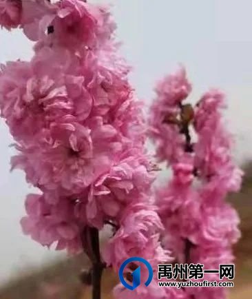 在那桃花盛开的地方 在那桃花盛开的地方