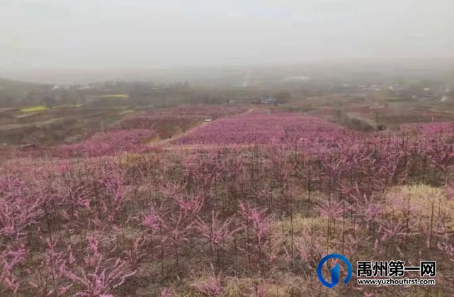在那桃花盛开的地方 在那桃花盛开的地方