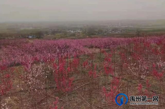 在那桃花盛开的地方 在那桃花盛开的地方