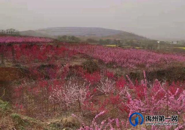 在那桃花盛开的地方 在那桃花盛开的地方