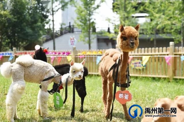 特价来袭!政府补贴!禹州人报名旅游即送杜康酒! 特价来袭!政府补贴!禹州人报名旅游即送杜康酒!