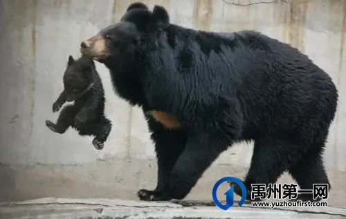 特价来袭!政府补贴!禹州人报名旅游即送杜康酒! 特价来袭!政府补贴!禹州人报名旅游即送杜康酒!