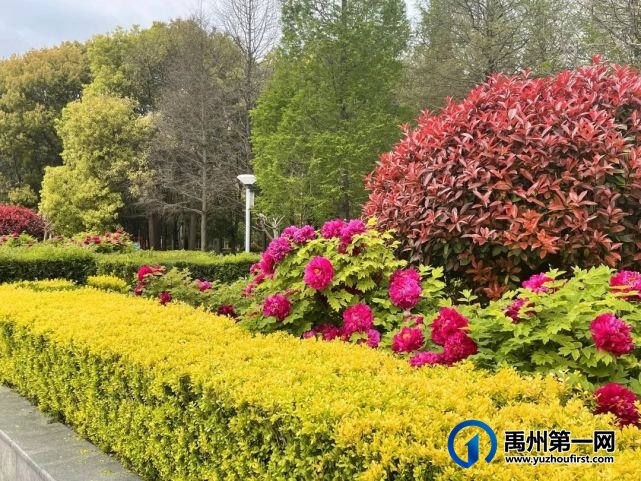 美哭了!禹州夏禹公园的牡丹开了! 美哭了!禹州夏禹公园的牡丹开了!