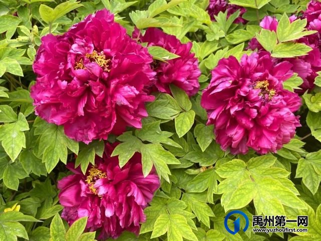 美哭了!禹州夏禹公园的牡丹开了! 美哭了!禹州夏禹公园的牡丹开了!