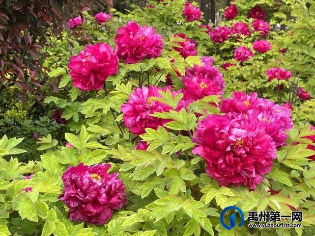 美哭了!禹州夏禹公园的牡丹开了! 美哭了!禹州夏禹公园的牡丹开了!